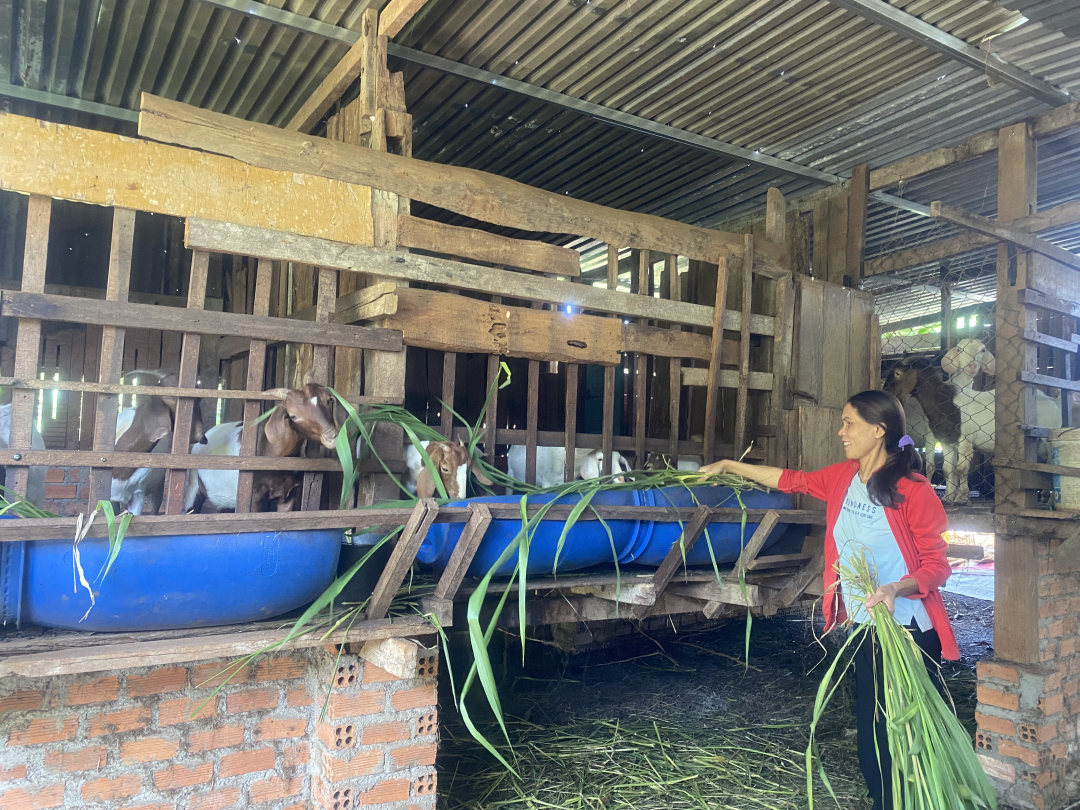 Tăng thêm thu nhập từ nuôi dê ở Buôn Kõ Tam