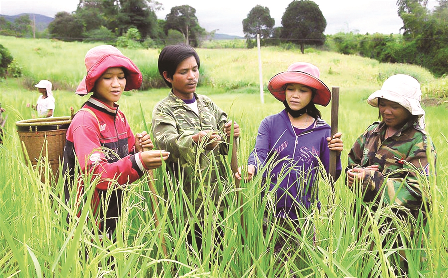Các Ban Dân tộc địa phương với công tác tham mưu triển khai thực hiện Chính Sách Dân Tộc, Công Tác Dân Tộc